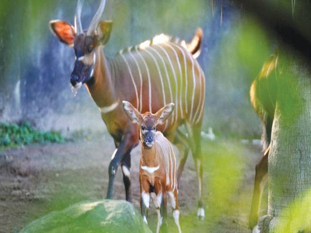 Antelope named Taylor Swift in zoo escape