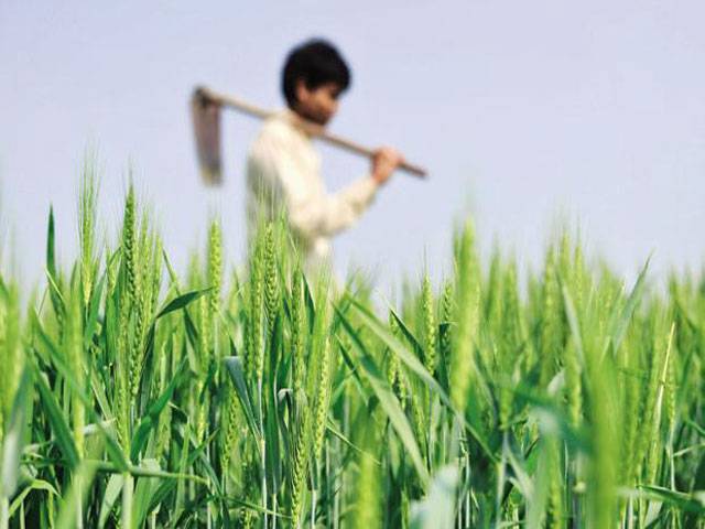 Punjab budget: Rs112.5b proposed for agri, irrigation sectors 
