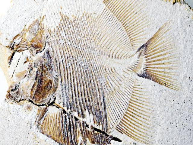 150m-year-old fish fossil found