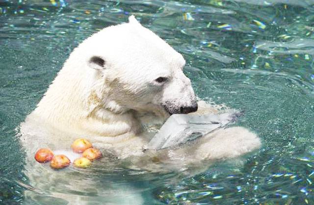 S Korea’s last polar bear dies