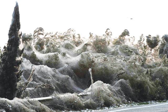 Spider swarm cloaks Greek lake in 1,000-metre web