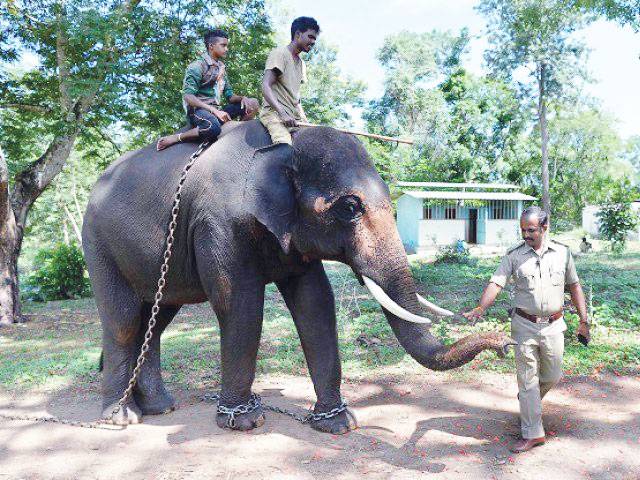 Two elephants die in Sri Lanka train collision 