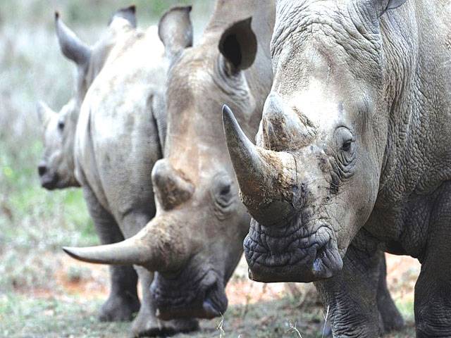 China defends decision to ease rhino, tiger parts ban