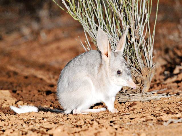 Australian marsupial enduring despite raised predator threat