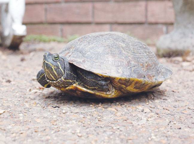 Aussie turtle species face major roadkill threat