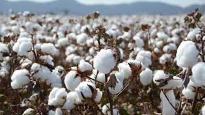 Arrival of cotton at factories falls by 7.34pc: PCGA