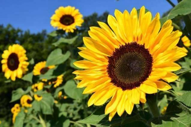 Sunflower plants help control smog