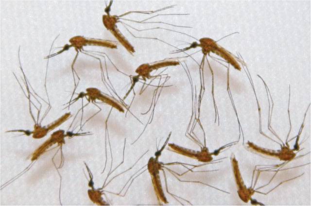 Researchers explore new way of killing malaria