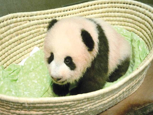 Giant Panda cub born at western Japanese zoo has a name