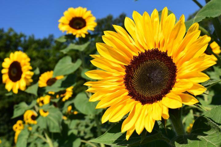Sunflower to be cultivated on 0.25m acres