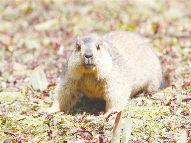 Chinese scientists map Himalayan marmots genome