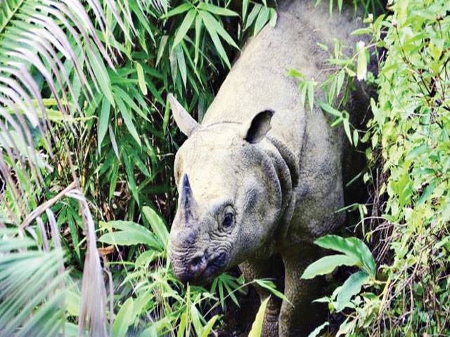 Endangered Javan rhino at risk from tsunami