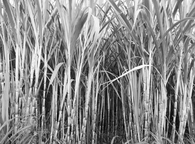 KP announces Rs100.75m package for sugarcane growers