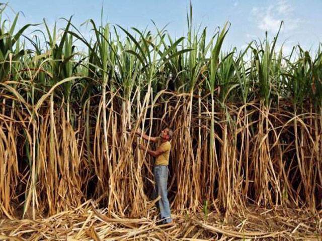 Export of sugarcane, brown sugar suggested to help local farmers
