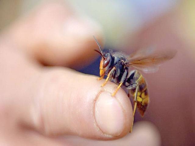 MIT researchers remake wasp toxin into antibiotic drugs