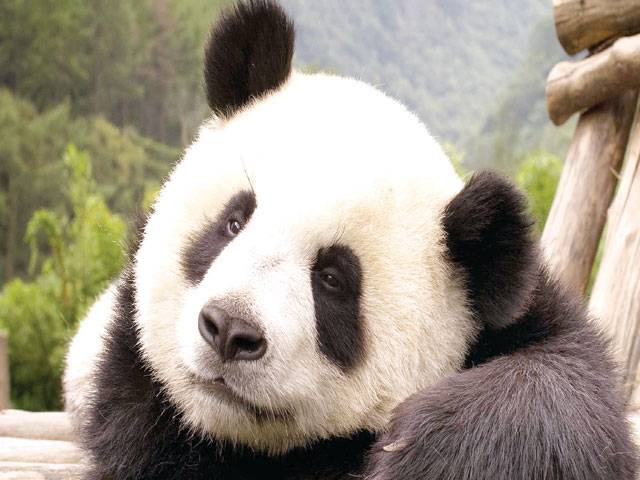 How to help giant pandas return to nature? 