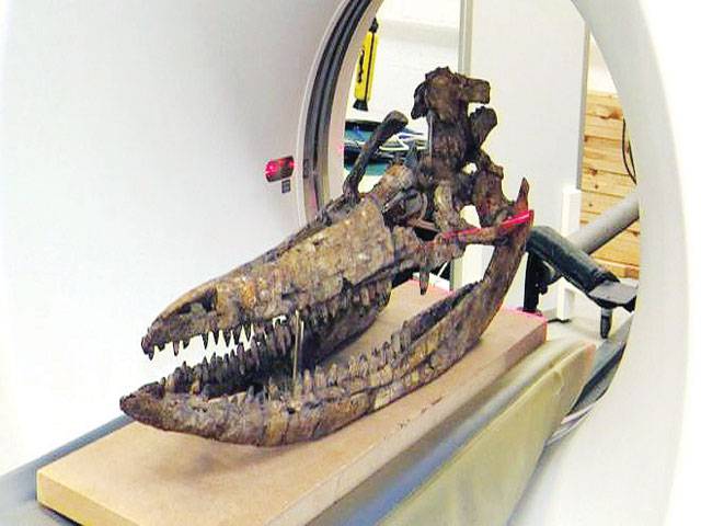Incredible 'sea monster' skull revealed in 3D 