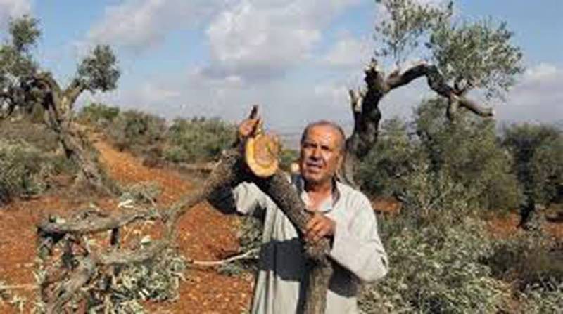 Israeli settlers destroy olive groves in West Bank