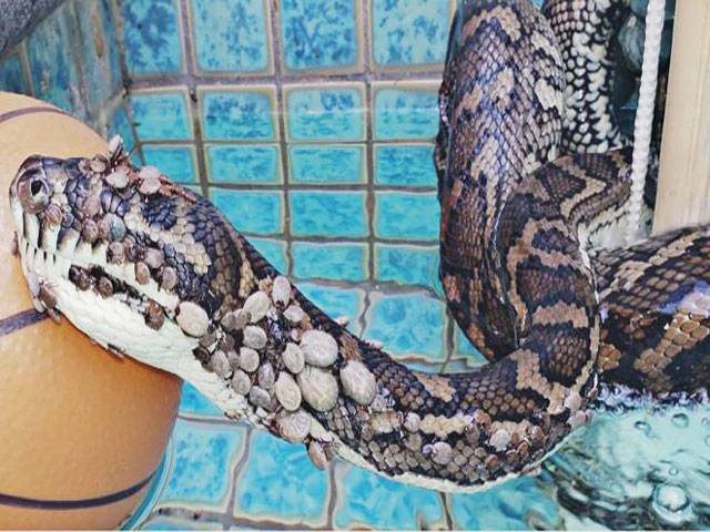 Python covered with more than 500 ticks rescued in Australia 