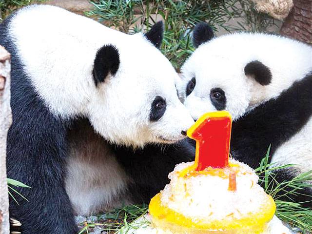 1st birthday of baby giant panda celebrated