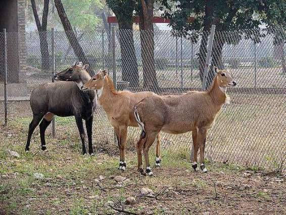 Islamabad Zoo giving deserted look with empty animal cages