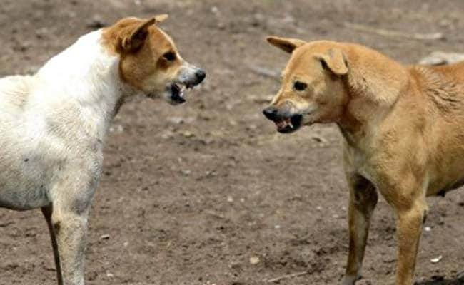 CCB residents urge authorities to start drive against stray dogs 
