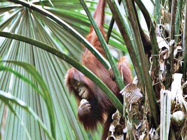 Climate change: 'Future proofing' forests to protect orangutans