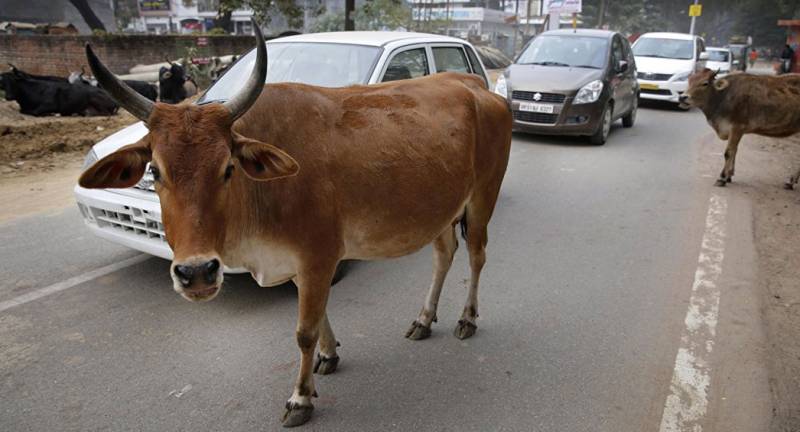 Cow poo worth whooping Rs 125,000 goes missing in India
