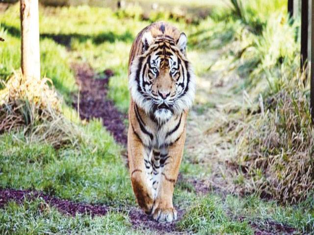 London Zoo Sumatran tiger Melati killed in fight