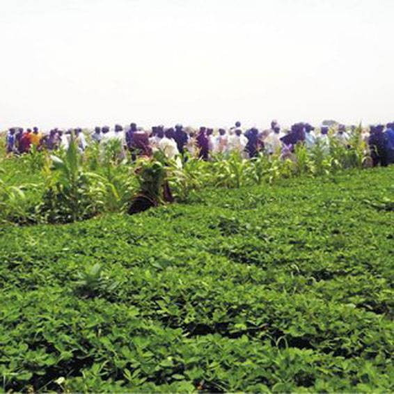 Peanut cultivation from mid March