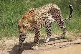 After Shahdara leopards kill dozen animals in other villages