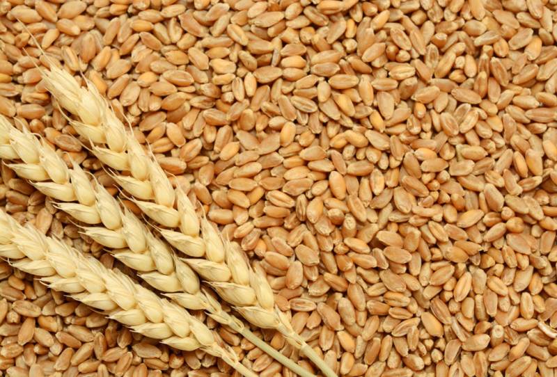 Sindh gives go-ahead to wheat export