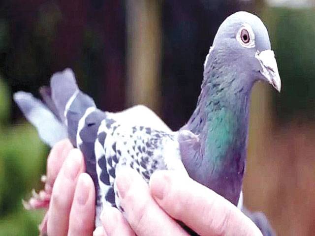 A racing pigeon sold for £1m