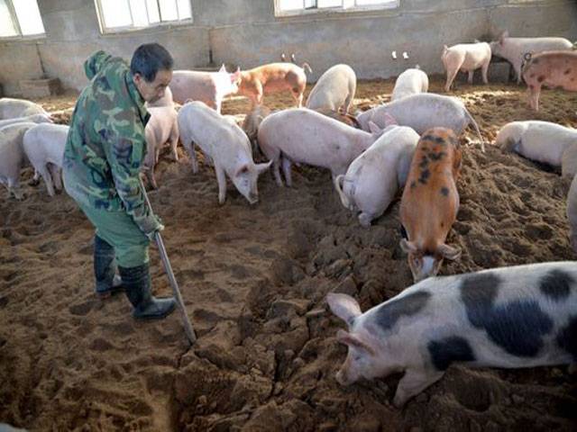 African swine fever virus isolated in China