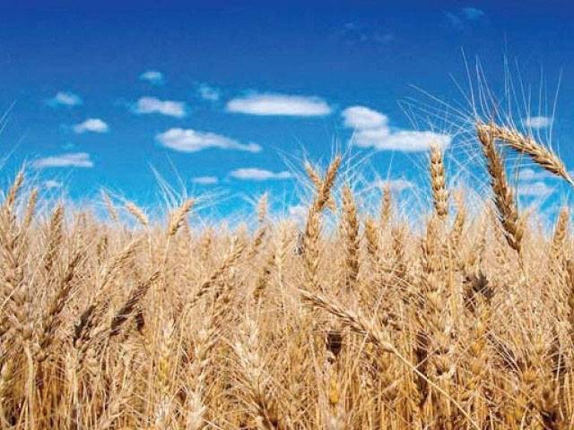 District admin starts wheat procurement drive
