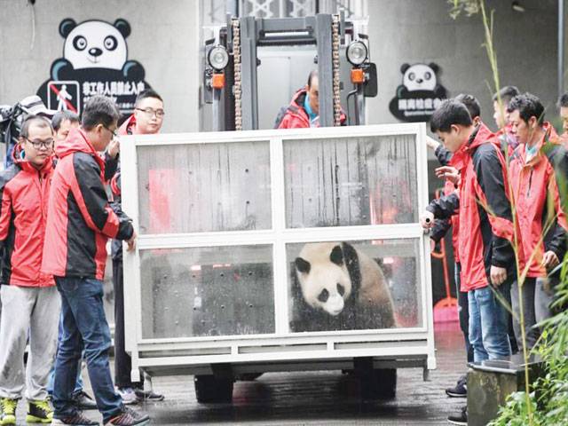Giant pandas to leave for Russia