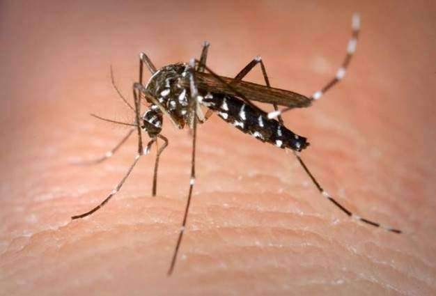 Efforts underway to eradicate dengue