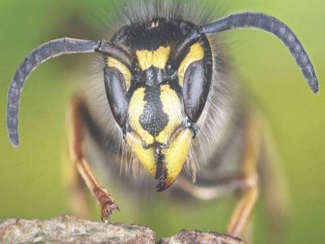 Scientists: Why we should appreciate wasps