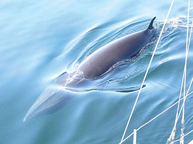 Blue belt zones to protect minke whales 