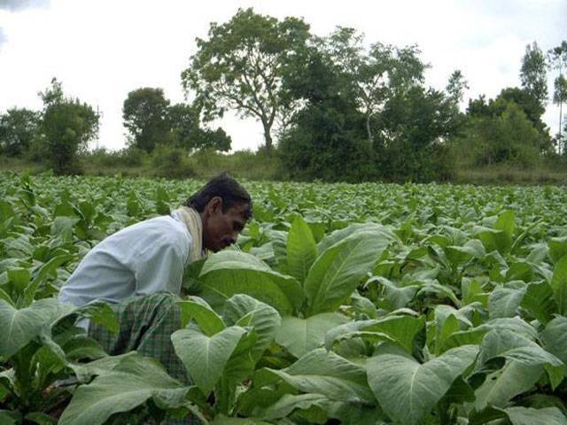 Imposition of Rs300 levy on green tobacco to hit growers hard