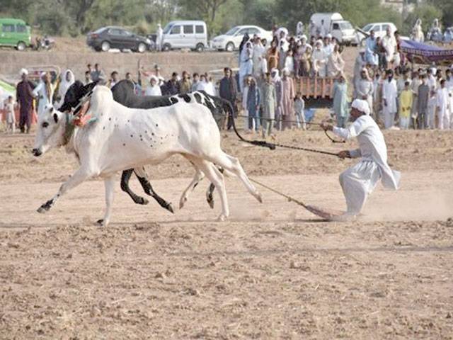 Bull race attracts thousands of village folks to Chakri