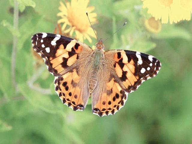 Wildlife lovers urged to help record influx of butterflies