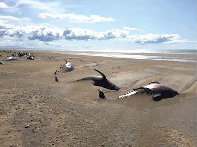 Dozens of dead mammals found beached