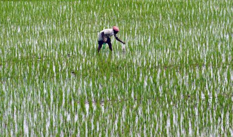 Rice worth $2.96b exported in FY18-19