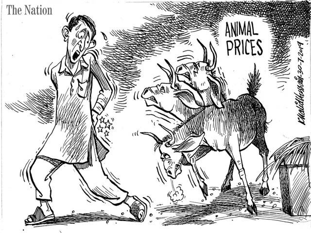 ANIMAL PRICES