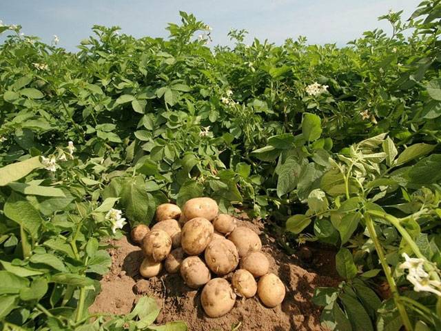 Suitable time for potato sowing starts from October