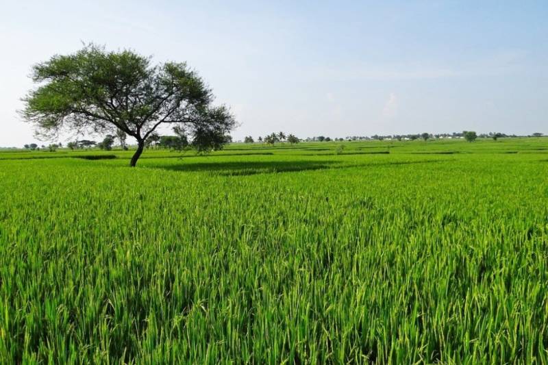 Pakistan lags behind in rice production