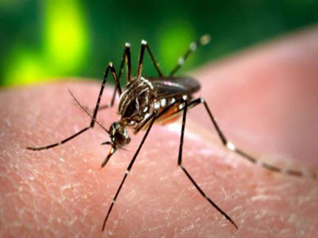 Fight against dengue in full swing