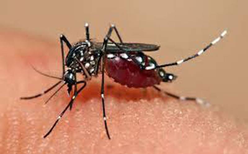Dengue claims 8 lives in capital so far