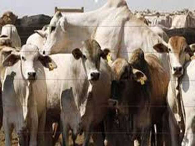 Balochistan to hold Livestock Expo in November